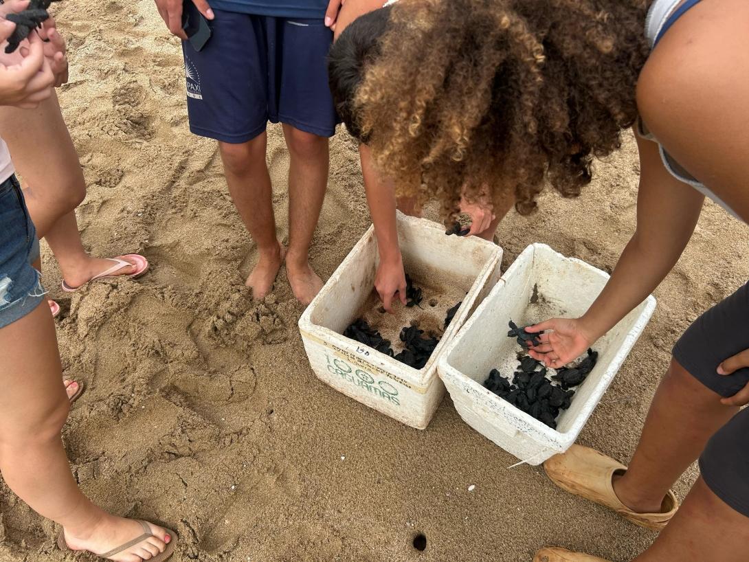 Conservation volunteers handling baby turtles on the beach in Mexico